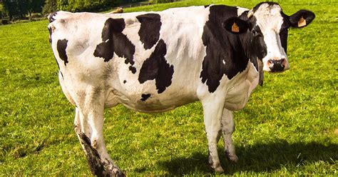 Rüyada Inek Görmek