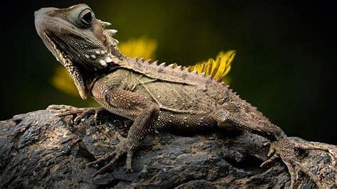 Rüyada Kertenkele Görmek