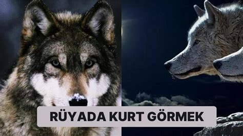Rüyada Kurt Görmek