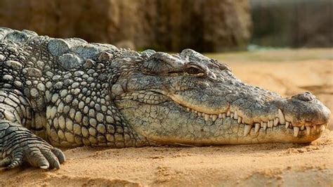 Rüyada Timsah Görmek