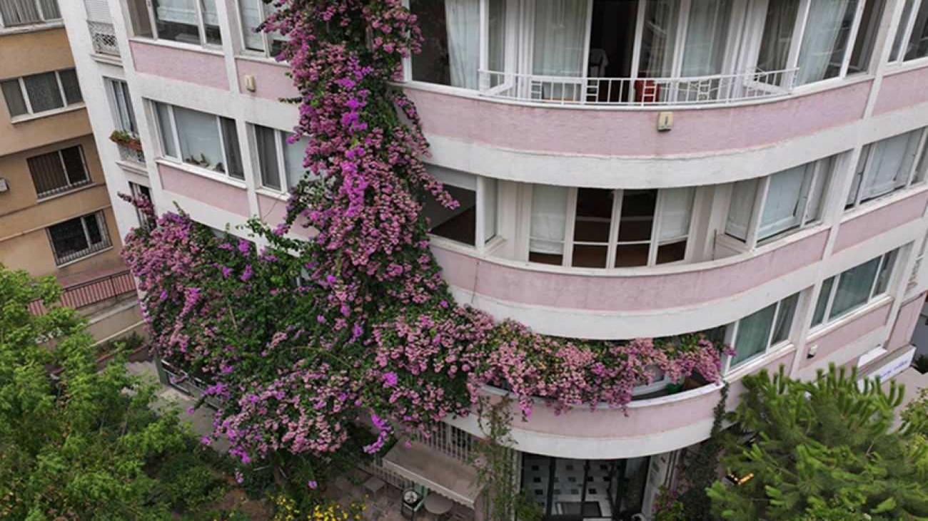 İyilik tohumundan görsel şölene: Şişli’de begonvillerle çevrili apartman hayran bıraktı