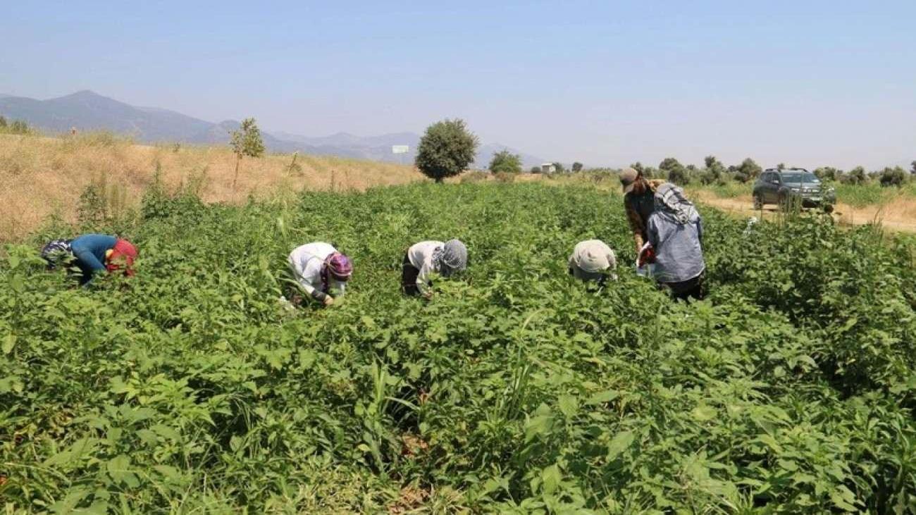 Kavurucu sıcağın altında zorlu mesai! O tarlada ellerini asla yüzlerine bile süremiyorlar