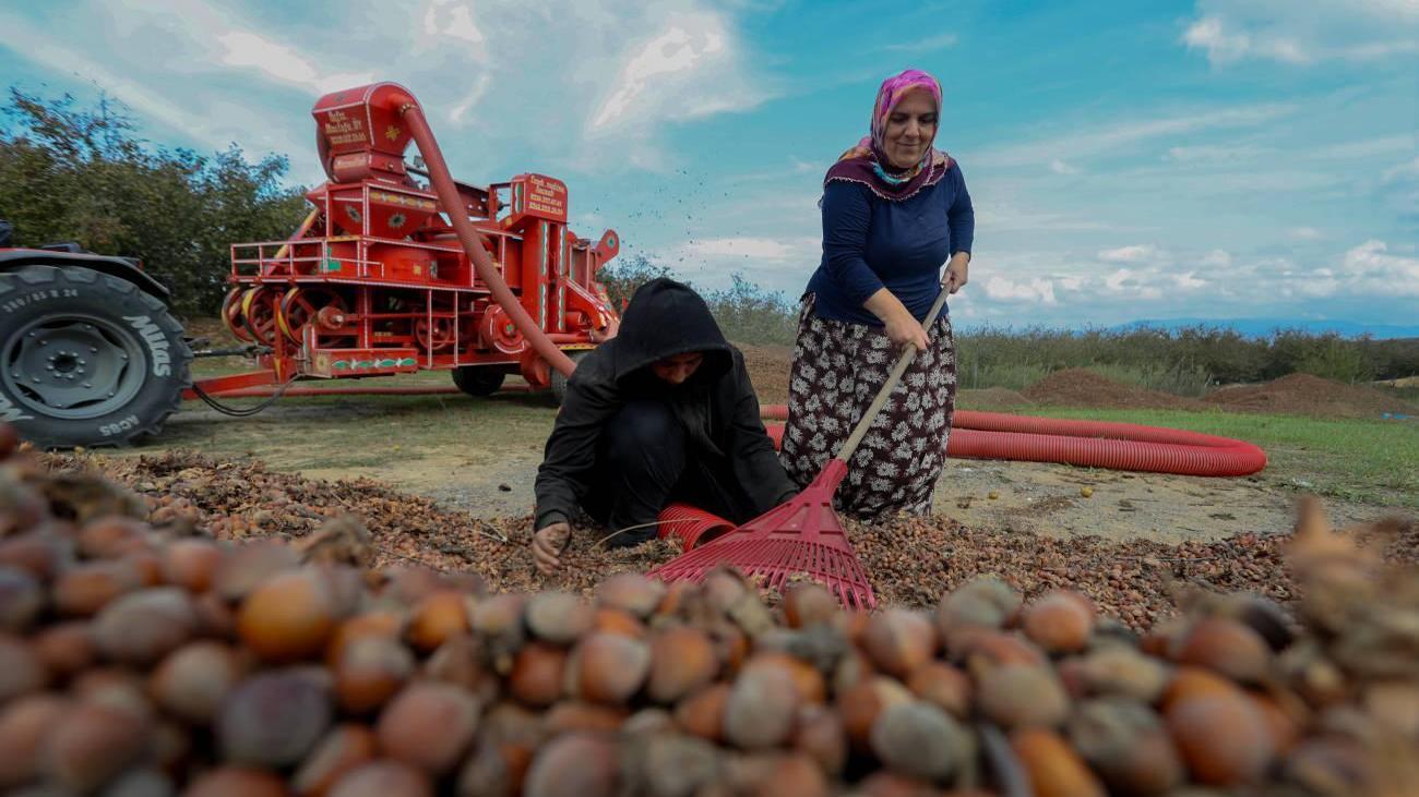 Fındık hasadı devam ediyor: Genç kız üniversite masraflarını hasattan çıkarıyor!