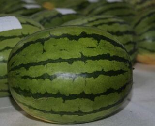 Diyarbakır karpuzları yarışmaya hazırlanıyor! “1000 yıldır tohumu kullanılan bir çeşit”