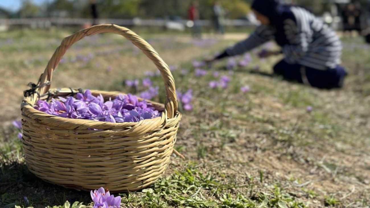 Dünyanın en pahalı baharatı! Hasatını görmek isteyenler Safranbolu’ya akın etti