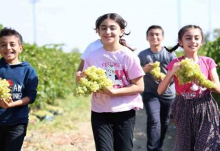 Elazığ’da üzüm hasadı çocuklarla daha renkli hale geliyor!