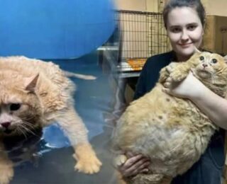 Kilosunu duyanlar şok oldu! Dünyanın en şişman kedisi hayatını kaybetti
