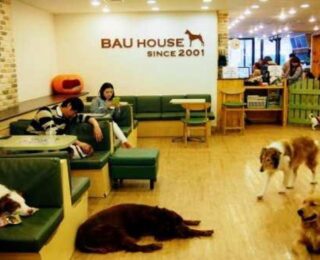 Mama parası için köpeklerini çalıştırmaya başladılar! Çin’de evcil hayvan kafeleri açıldı