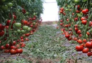 Erzincan’da ilk kez kış döneminde domates üretildi! 700 ton hasat elde edildi