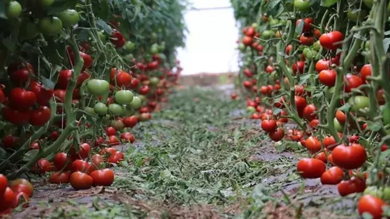 Erzincan’da ilk kez kış döneminde domates üretildi! 700 ton hasat elde edildi