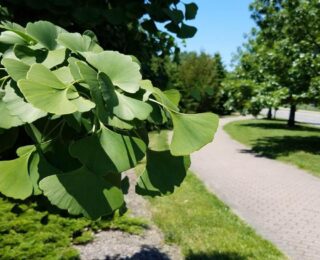 Hafızayı çelik gibi yapıyor! Ginkgo Biloba ne işe yarar ve faydaları nelerdir?
