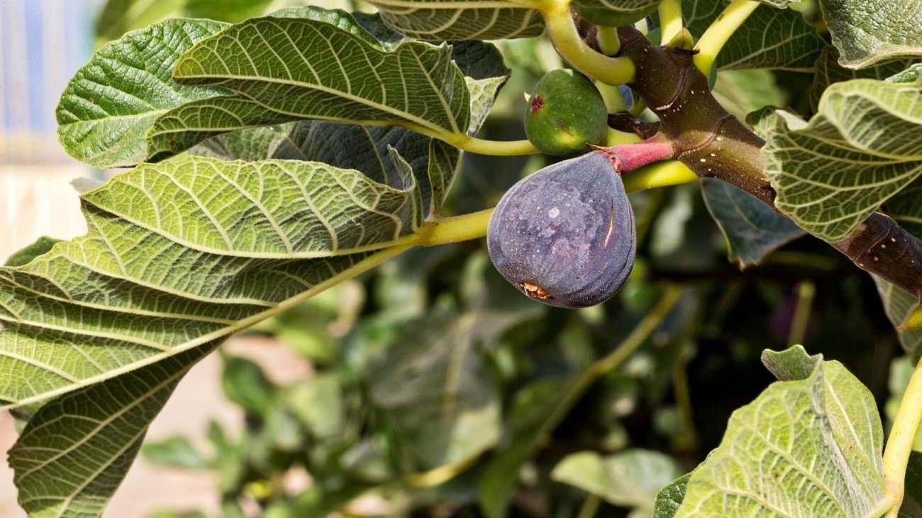 Her incirde mutlaka 1 tane bulunuyor! İncirin içindeki arı yumurtasına dikkat