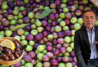 Osman Müftüoğlu merak edilen soruyu yanıtladı! Siyah zeytin mi faydalı yeşil zeytin mi?