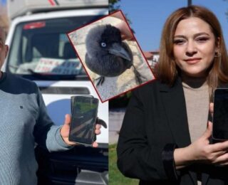 Sevdiği karga başına dert oldu: Karga polemiği karakolluk etti! O video gündem olmuştu
