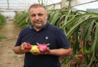 Triopikal meyveyi Türkiye’de yetiştirmeye başladı! Paraya para demedi