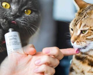 Kedilerin sağlığında kilit nokta: Kedi maltı