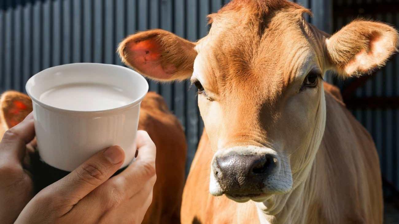 Jersey sütü faydaları nedir ve neye iyi gelir? Jersey sütü ve inek sütü arasındaki farklar