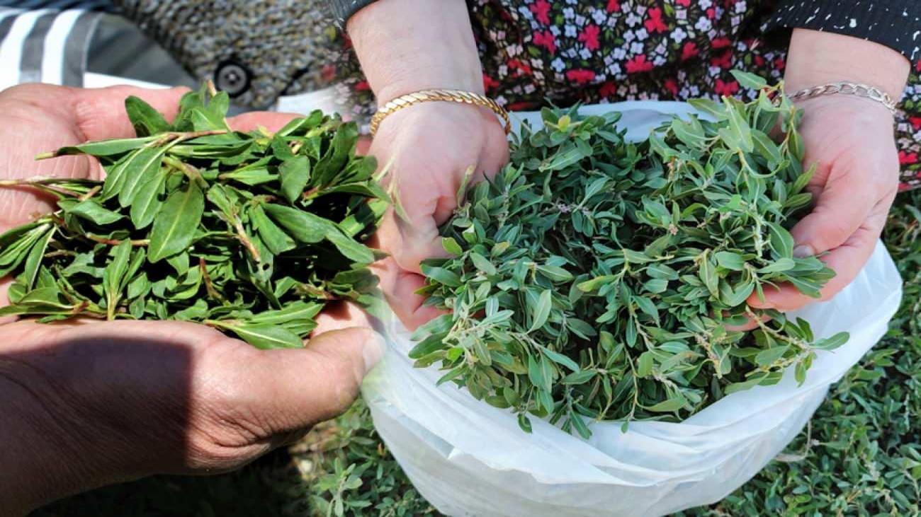 Kalp sağlığına iyi gelen madımak otuna talep yağıyor! Madımak otunun vücuda faydaları